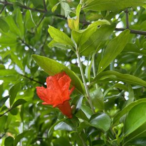 ザクロ,ユリ,オレンジ好き,ミソハギ科,小さな庭の画像