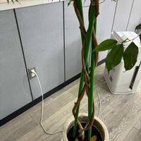 多肉植物,多肉女子,窓辺,キッチン,和室の画像