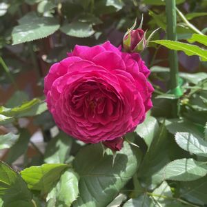 バラ,アンクレット,アンクレット,ばら バラ 薔薇,エントランスの画像