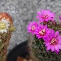 サボテン,氷砂糖,黄金司,月影丸,多肉植物の画像