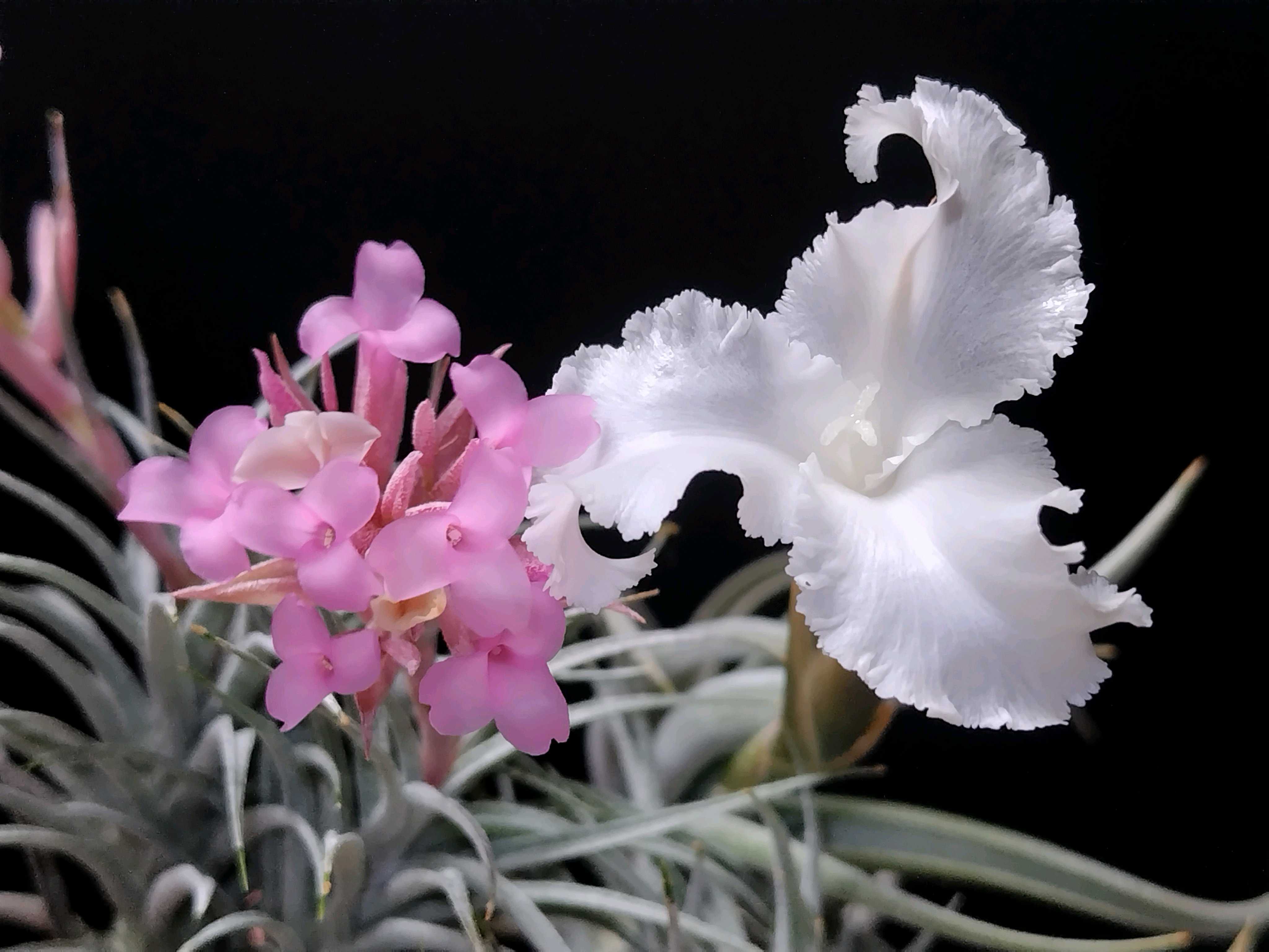 Tillandsia xiphioides チランジア 実生株