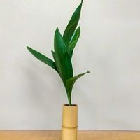 ハラン,葉蘭,華道,いけばな,生花の画像