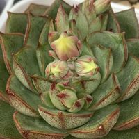 パルヴァ,多肉植物,多肉大好き,多肉植物 エケベリア,多肉中毒の画像