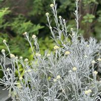 タンポポの綿毛,タンポポの綿毛,エレモフィラ,御殿場桜,御殿場桜の画像