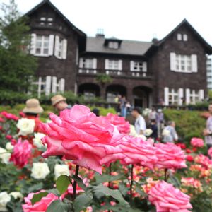 バラ,癒される,庭園,花のある暮らし,綺麗の画像