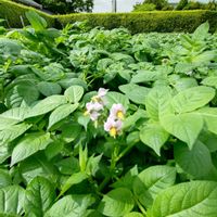 ジャガイモ,ジャガイモ,ジャガイモの花の画像