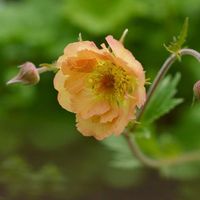 ムラサキケマン,ワスレナグサ,ゲウム マイタイ,ユーフォルビア ポリクロマ,エゾムラサキの画像