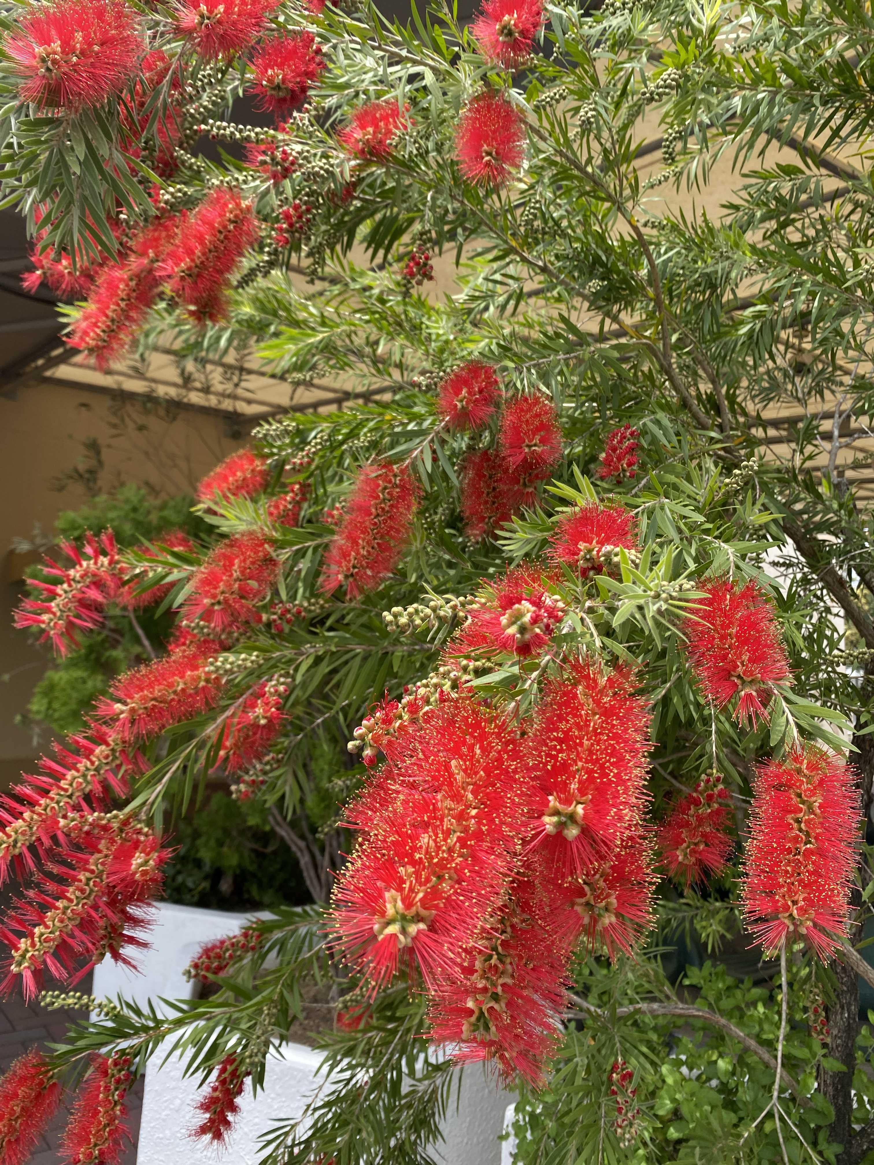 カリステモン スポットファイヤーの一覧｜🍀GreenSnap（グリーンスナップ）