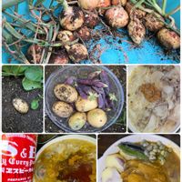 ジャガイモ,ツタンカーメン 紫エンドウ豆,早生たまねぎ  ソユーズ,花のある暮らし,PRの画像