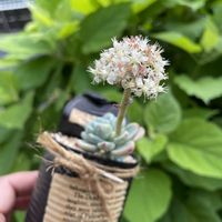 ロッティ,アナベル,多肉植物,植中毒,植物は癒しの画像