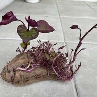 自然菜園,キッチン,小さな庭,家庭菜園の画像