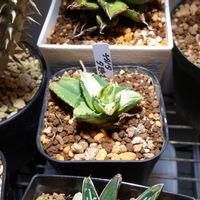 アガベ チタノタ 夕映厳竜,観葉植物,グリーンインテリア,成長記録,グリーンのある暮らしの画像