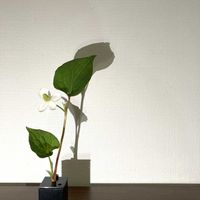 一輪挿し,花瓶,山野草,花のある暮らし,花のある生活の画像