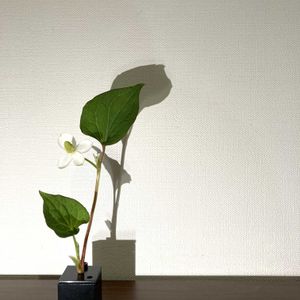 一輪挿し,花瓶,山野草,花のある暮らし,花のある生活の画像