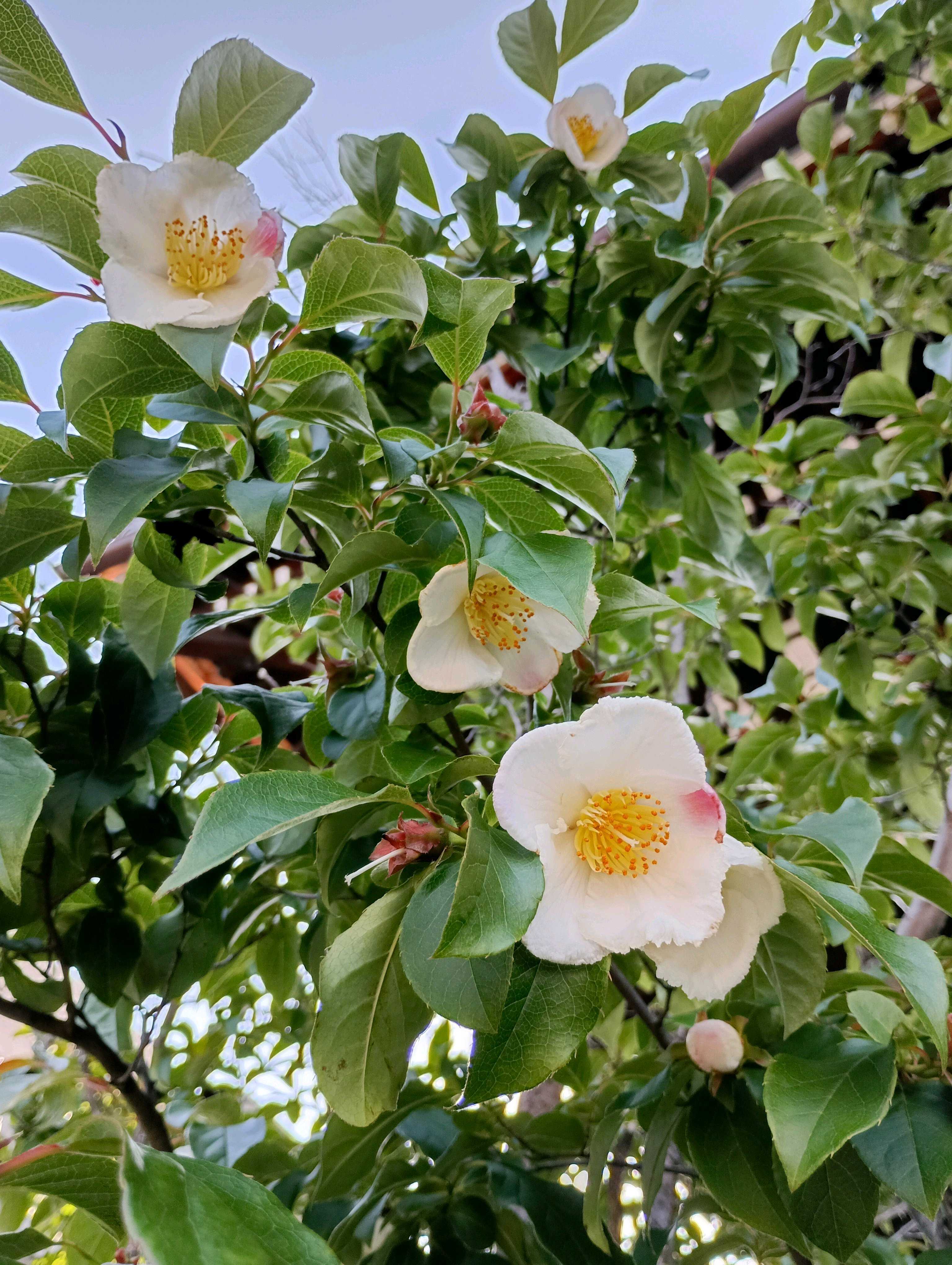 夏椿の投稿画像 by とものやまさん｜ナツツバキと一日花と虫媒花と落葉