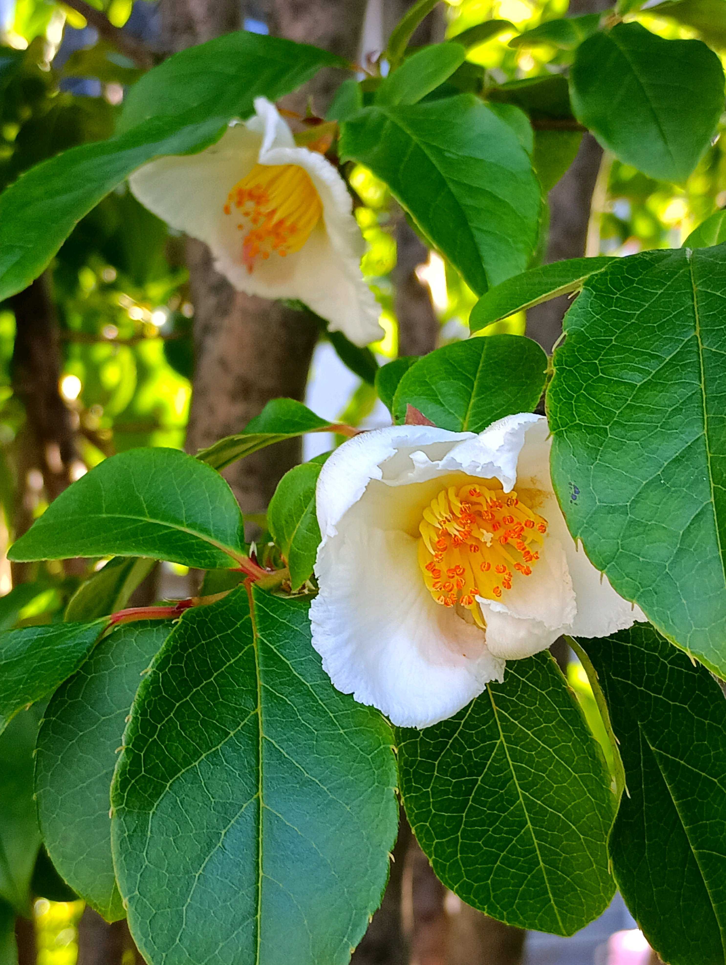 夏椿の投稿画像 by とものやまさん｜ナツツバキと一日花と虫媒花と落葉