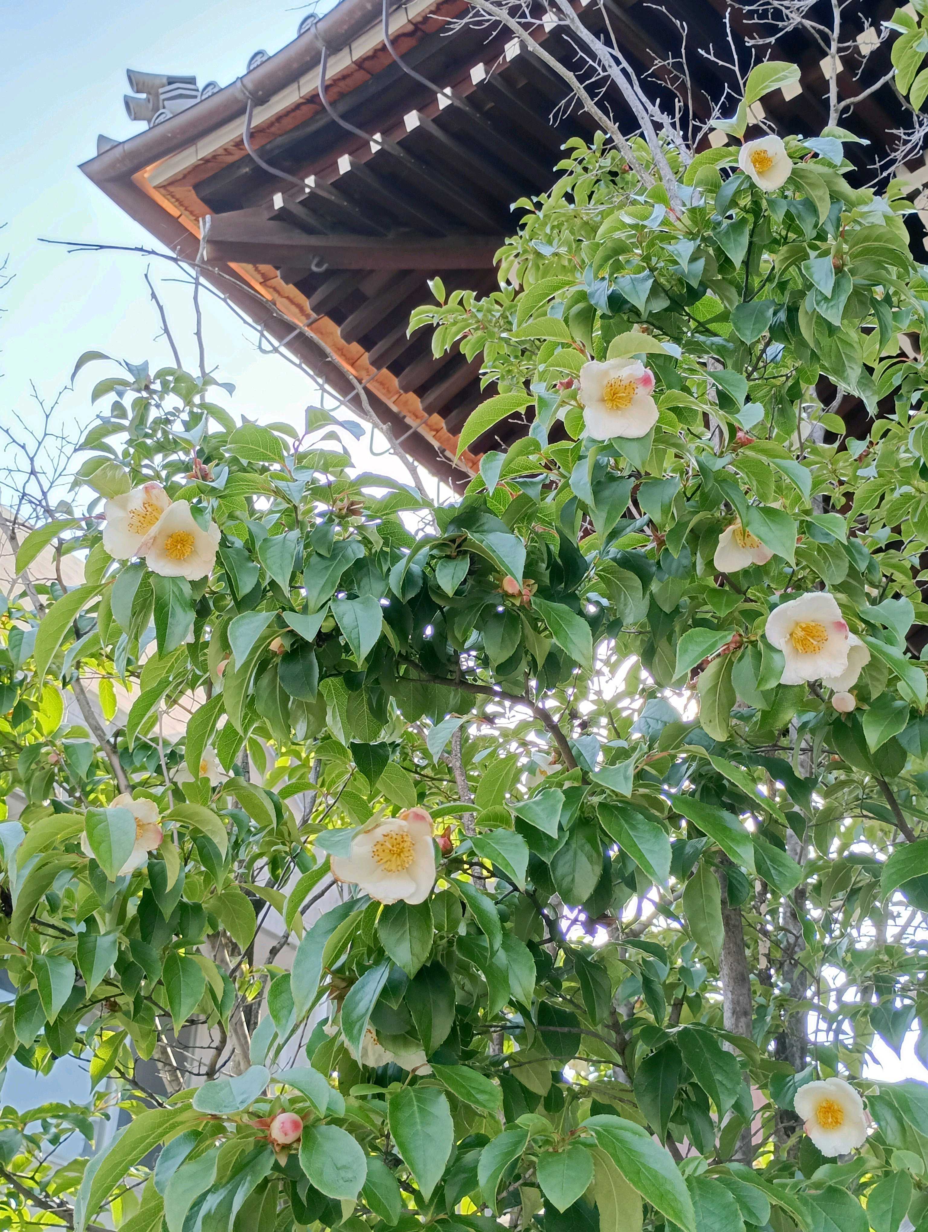 夏椿の投稿画像 by とものやまさん｜ナツツバキと一日花と虫媒花と落葉