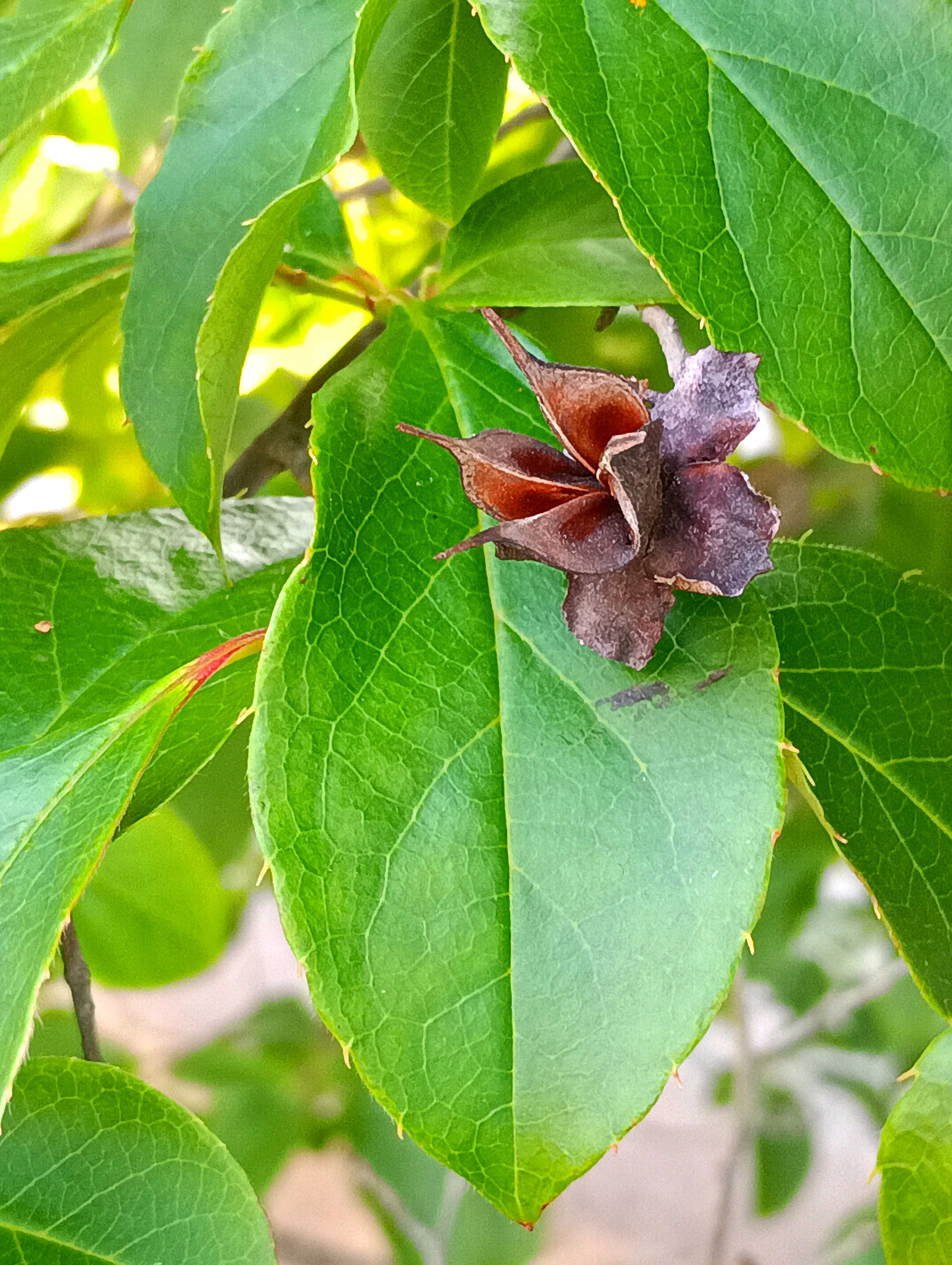 夏椿の投稿画像 by とものやまさん｜ナツツバキと一日花と虫媒花と落葉