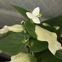 トラディスカンティア,トラディスカンティア,野良,お花に癒される,平穏な日々への願いの画像