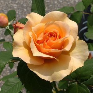 バラ,薔薇,薔薇,バラ、薔薇、ばら,おちょぼ口の蕾の画像