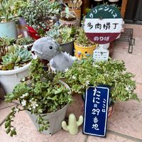 多肉植物,多肉植物のある暮らし,多肉女子,多肉植物好き,多肉植物が好きな人と繋がりたいの画像