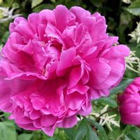 シャクヤク,ミニバラ・スイートチャリオット,レイニーブルー,紫陽花 霧島の恵,ミニバラ　スイート・チャリオットの画像