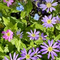 ミヤコワスレ,今日のお花,街角の花壇,CIITA GARDEN,4月のCIITA GARDENの画像