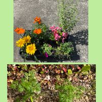 植え替え,花のある暮らし,新しい仲間,お花大好き♡,がんに負けるな！の画像