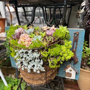 多肉植物,セダム属,ジャンク,ジャンクガーデン,シャビーの画像