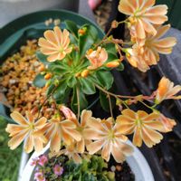 レウィシア,レウィシア,レウィシア,レウィシア,花のある暮らしの画像