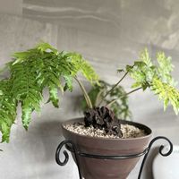 リュウビンタイ,リュウビンタイ,観葉植物,シダ植物,リビングの画像