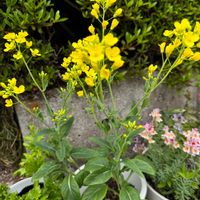 カモミール,コマツナ,セロリ,食べられるお花,月曜日にビタミンカラーの画像
