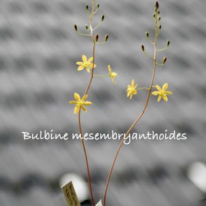 Bulbine mesembryanthoides,メセブリ,Bulbine mesembryanthemoides,窓辺の画像