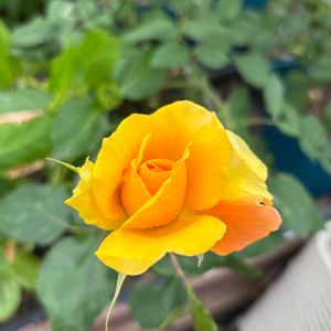 紫陽花,エアープランツ　チランシア,ギンセンカ,ギンセンカ,イエローブラスバンドの画像