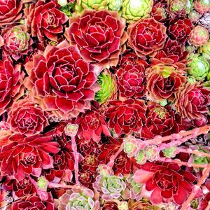 センペルビブム属,センペルビウム,センペルビヴム,紅葉する多肉,センペルビブムの画像