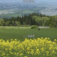 タムシバ,ニリンソウ,菜の花,マイヅルソウ,ノルウェーカエデ プリストンゴールドの画像