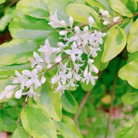 ガーデニング,花のある暮らし,小さな幸せ♡,剪定の画像
