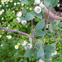 カモミール,ギボウシ,月桂樹,セージ,レモンバームの画像