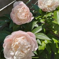 シャクヤク,トネリコ,ハチさん,GS句会の画像