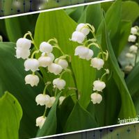 花のある暮らし,癒されるひと時,良い香りのする花♡,小さな庭の画像