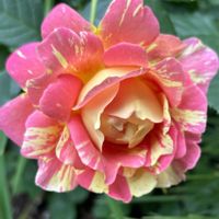 癒し,花のある暮らし,応援花❤️,❤️M.family❤️,つなぐ、つながるの画像