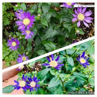 ミヤコワスレ,花のある暮らし,今日のお花の画像