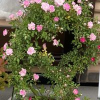 マイブーム,花のある暮らし,大好き♡︎ʾʾ,素敵な出会いに感謝❤️,薔薇愛の画像