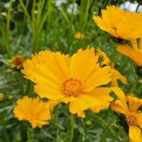 山野草,野草,黄色い花,花のある暮らし,空き地の画像
