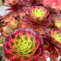 ライチ,舞天姫,祝融,アエオニウム,無事に夏越し出来ますよーにの画像