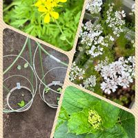 菜の花,菜の花,紫陽花,紫陽花,パクチーの画像