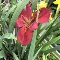 ハナショウブ,ハナショウブ,開花,可愛い,花のある暮らしの画像