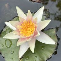 スイレン,花言葉,お散歩の画像