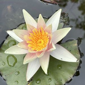 スイレン,花言葉,お散歩の画像