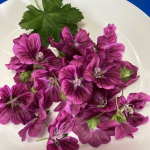 コモンマロウ,ハーブ,水耕栽培,種から,無農薬野菜の画像